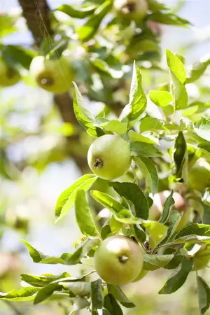 Malus dom. 'Laxton's Superb' - 2 YR BUSH - image 1