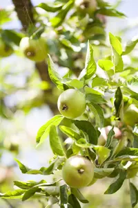 Malus dom. 'Laxton's Superb'
