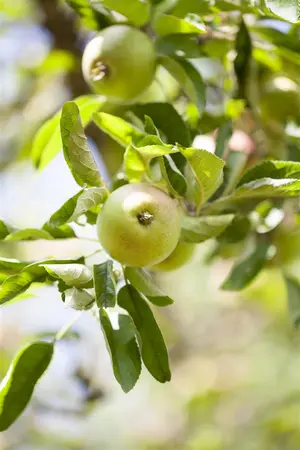 Malus dom. 'Laxton's Superb' - 2 YR BUSH - image 2