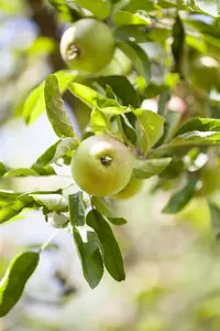 Malus dom. 'Laxton's Superb' - 2 YR BUSH - image 2