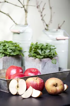 Malus dom. 'Schone van Boskoop' - 1/2 STEM, GIRTH 10-12 CM C25 - image 4