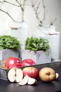 Malus dom. 'Schone van Boskoop' - STEM 120 CM, GIRTH 10-12 CM C20 - image 4