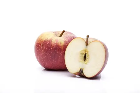 Malus dom. 'Schone van Boskoop' - U-SHAPE C25 - image 2