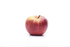 Malus dom. 'Schone van Boskoop' - U-SHAPE C25 - image 3