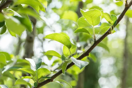 Malus dom. 'Spartan' - 1/2 STEM GIRTH 14-16 CM C90