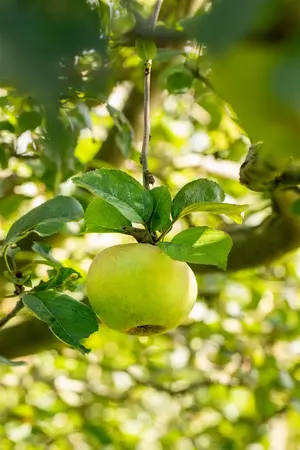 Malus domestica 'Blenheim Orange' - 2 YR BUSH - image 4