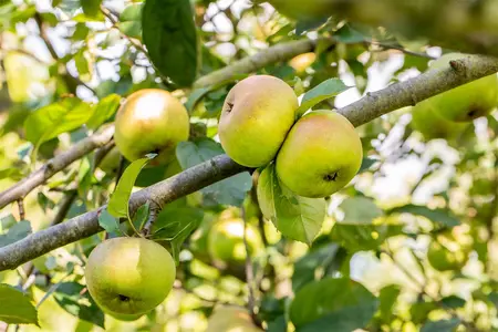 Malus domestica 'Blenheim Orange' - 2 YR BUSH - image 1