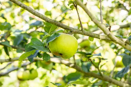 Malus domestica 'Blenheim Orange' - 2 YR BUSH - image 3