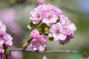 Malus domestica 'Brandy Magic'