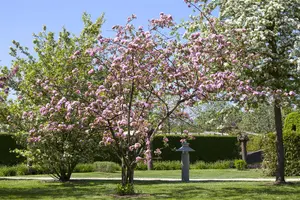 Malus domestica 'Brandy Magic' - 80-100 CM C15 - image 2