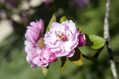 Malus domestica 'Brandy Magic' - 80-100 CM C15 - image 3