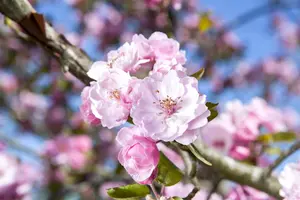 Malus domestica 'Brandy Magic' - 80-100 CM C15 - image 5
