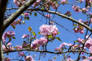 Malus domestica 'Brandy Magic' - MULTISTEM 200-250 CM C90 - image 4