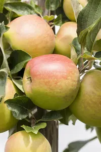 Malus domestica 'Delcorf'