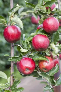 Malus domestica 'Florina'