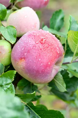 Malus domestica 'Florina' - 1/2 STEM GIRTH 12-14 CM RB - image 5