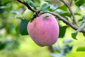 Malus domestica 'Florina' - 1/2 STEM GIRTH 12-14 CM RB - image 4
