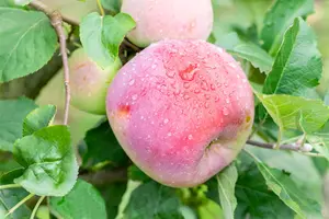 Malus domestica 'Florina' - 125-150 CM BR WHIP - image 5