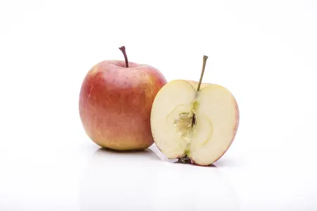 Malus domestica 'Fuji' - 125-150 CM BR WHIP - image 4