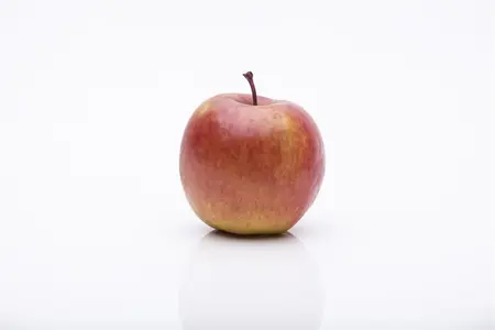 Malus domestica 'Fuji' - 125-150 CM BR WHIP - image 5