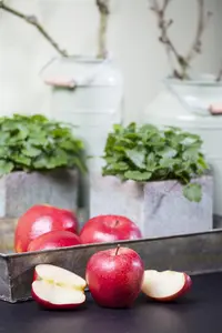 Malus domestica Gala Must