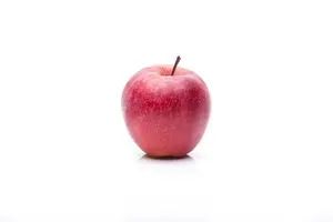 Malus domestica Gala Must - 1/2 STDS C7.5 - image 5