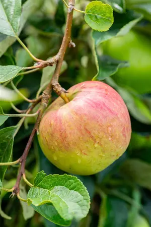 Malus domestica 'Garden Fountain' - STDS 6-8 CM CONT - image 2