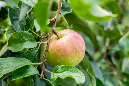 Malus domestica 'Garden Fountain' - STDS 6-8 CM CONT - image 1