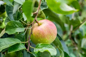Malus domestica 'Garden Fountain'