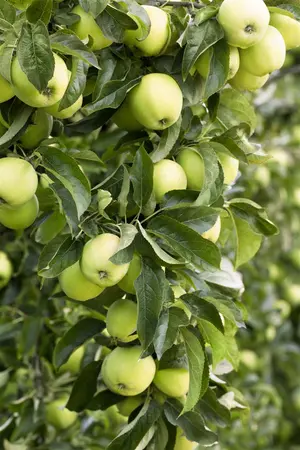 Malus domestica 'Golden Delicious' - 1/2 STEM, GIRTH 10-12 CM C25 - image 1