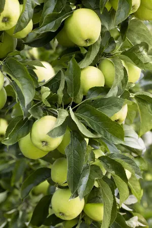 Malus domestica 'Golden Delicious' - 1/2 STEM GIRTH 14-16 CM RB - image 5