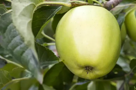 Malus domestica 'Golden Delicious' - C5 - BUSH - image 3