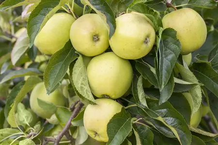 Malus domestica 'Golden Delicious' - 1/2 STEM, GIRTH 10-12 CM C25 - image 4
