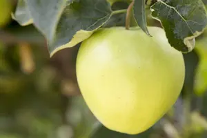 Malus domestica 'Golden Delicious' - 1/2 STEM GIRTH 14-16 CM RB - image 2