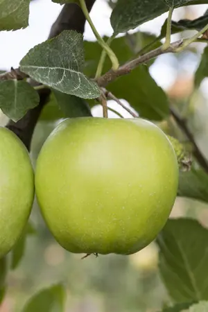 Malus domestica 'Green Sensation' - C5 - BUSH