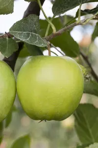 Malus domestica 'Green Sensation'