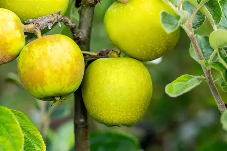 Malus domestica 'Herefordshire Russet' - 125-150  CM C7.5 - image 4