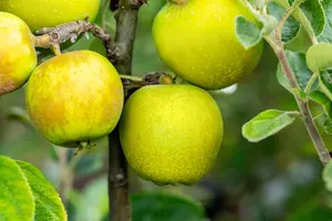 Malus domestica 'Herefordshire Russet' - 125-150  CM C7.5 - image 4