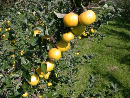 Malus domestica 'Herefordshire Russet' - 125-150  CM C7.5 - image 1