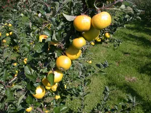 Malus domestica 'Herefordshire Russet'