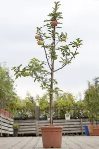 Malus domestica 'Idared'