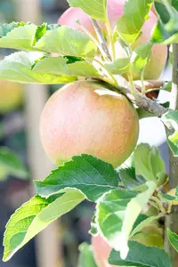 Malus domestica 'Idared' - 2 YR BUSH - image 3