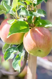 Malus domestica 'Idared' - 2 YR BUSH - image 5