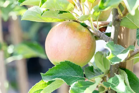 Malus domestica 'Idared' - 2 YR BUSH - image 2