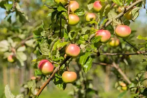 Malus domestica 'Jacques Lebel'