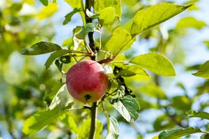 Malus domestica 'Kaiser Wilhelm'