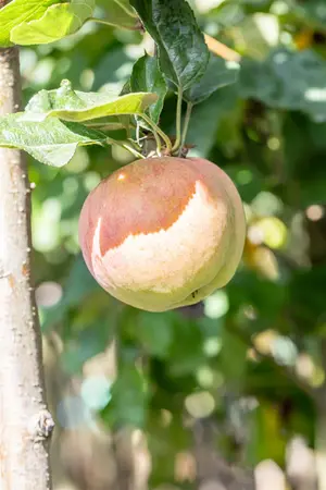 Malus domestica 'Kidd's Orange Red' - 2 YR BUSH - image 2