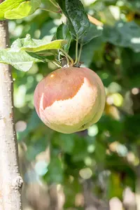 Malus domestica 'Kidd's Orange Red' - 2 YR BUSH - image 2