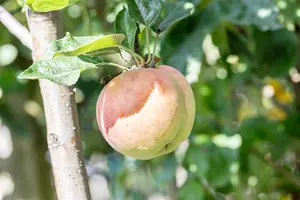 Malus domestica 'Kidd's Orange Red'