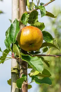 Malus domestica 'Melrose' - DOUBLE U-SHAPE C30 - image 3